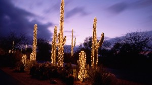 96030__christmas-lights-on-cactus-at-dusk_p