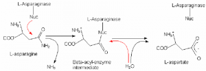 Figure-1-Reaction-mechanism-of-L-asparaginase-1-2-3-4